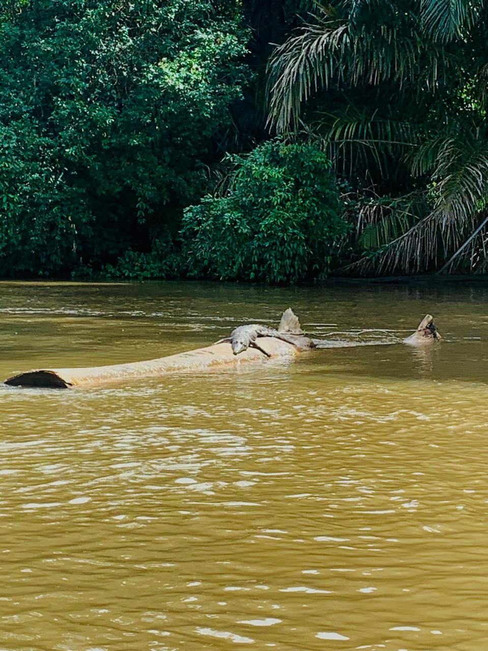 Tortuguero WhatsApp Image 2025-12-06 at 11.40.48 AM (2)
